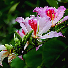 photo "Bauhinia. Pink melody."