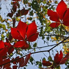 photo "Autumn Light"