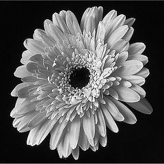 photo "Gerbera anandria"