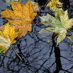 photo "Autumn pool"