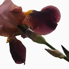 photo "Iris"