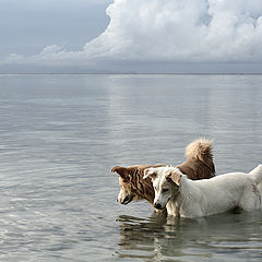 photo "fishwatch"