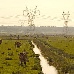 фото "High Voltage and Beef Stakes"