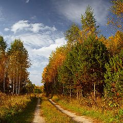 photo "autumn in forest"