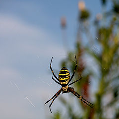 фото "Yellow Spider"