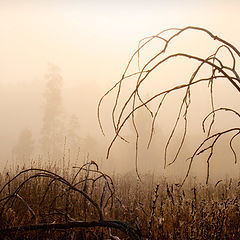 photo "Old forest"