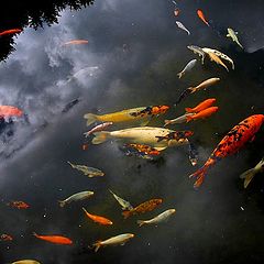 фото "fish and sky reflection"