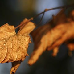 photo "Autumn fingers"