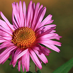 фото "Daisywheel"