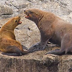 photo "the lovey dovey seals"