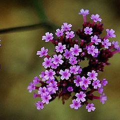 photo "very little flowers"