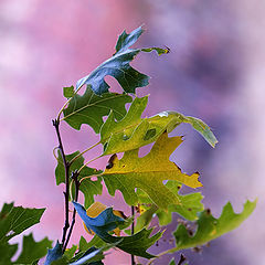 photo "The Fall. Portrait"