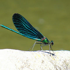 photo "dragon-fly"