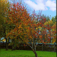 photo "The ashberry of autumn"