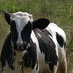 фото "корова"