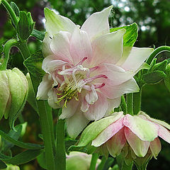 фото "Aquilegia Nora Barlow"