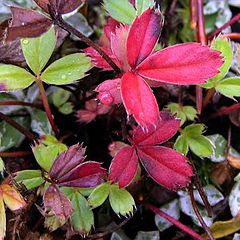 фото "fall colours"