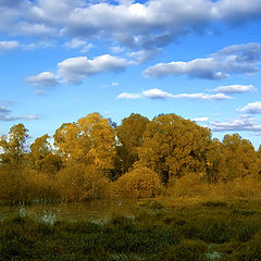 фото "Осеннее болото"