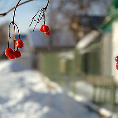 photo "Soon winter"