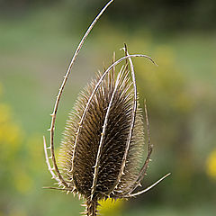 photo "Danger plant"