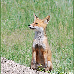 photo "Little fox"