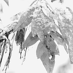 photo "The first snow"