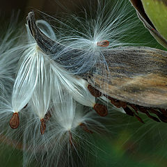 фото "milkweed"