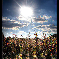 photo "Corn Field"