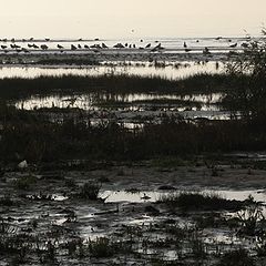 фото "Перелётные птицы"