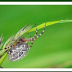 photo "lacemaker"