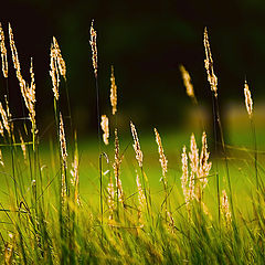 photo "Field lights"