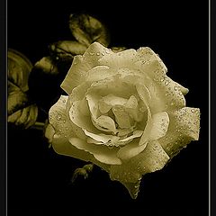 фото "sepia rose"