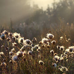 photo "Autumn etude"