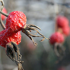 photo "Berry"