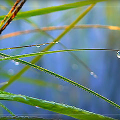 photo "And the world in a drop"