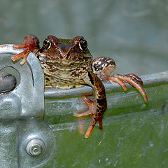 photo "Saved from the well"