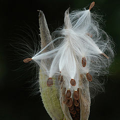 photo "Milkweed#2"