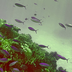 photo "Diving Red Sea"