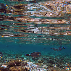 photo "RED SEA REEF"
