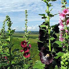 photo "View with Mallow. July"