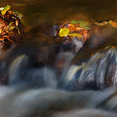 photo "Creek in the forest"