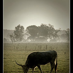 photo "Cattle"