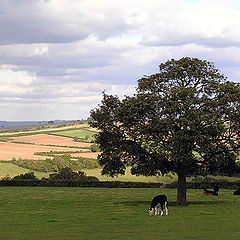 photo "The British pastoral."