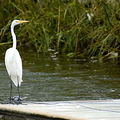 photo "Snowy Egret"