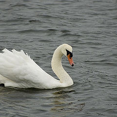 photo "Swan"