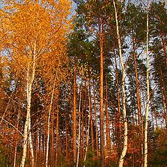 фото "Осенние краски"