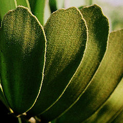 фото ""Nap" leaves. -  Листья "с начесом"."