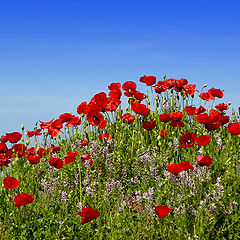 photo "SPRINGTIME"