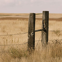 photo "Grass Lands"