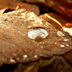 фото "Rain on Autumn Leaves"